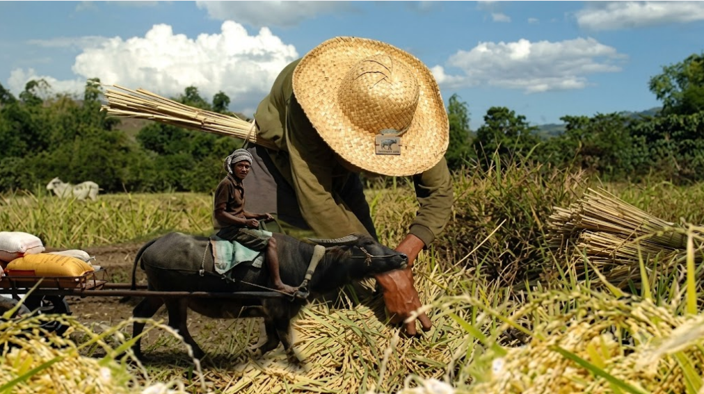How rice is harvested from field to grain