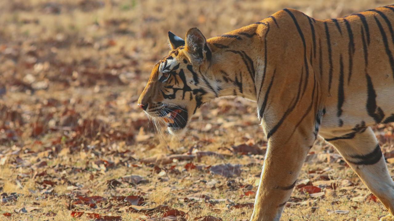 in-photos-international-tiger-day-2026-glimpses-of-magnificent-tigers