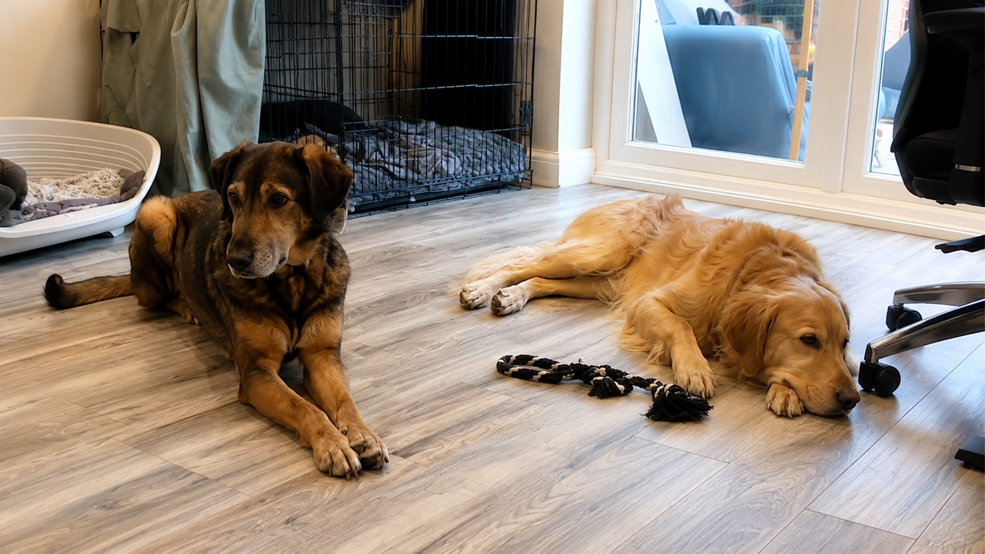 Golden retriever changes a rescue dog’s life