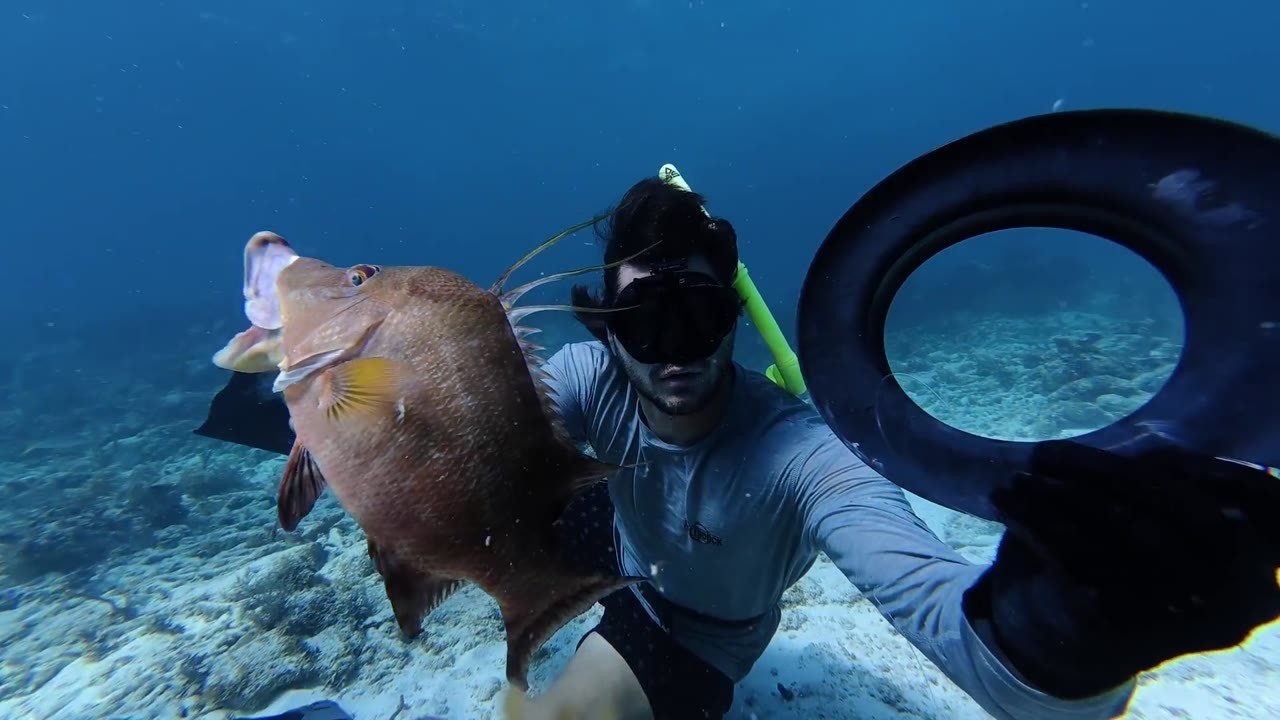 This homemade underwater yo-yo turned one fish into bait for a much ...