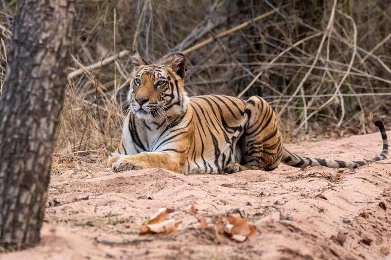 9-incredible-tiger-reserves-to-explore-in-india-for-international-tiger