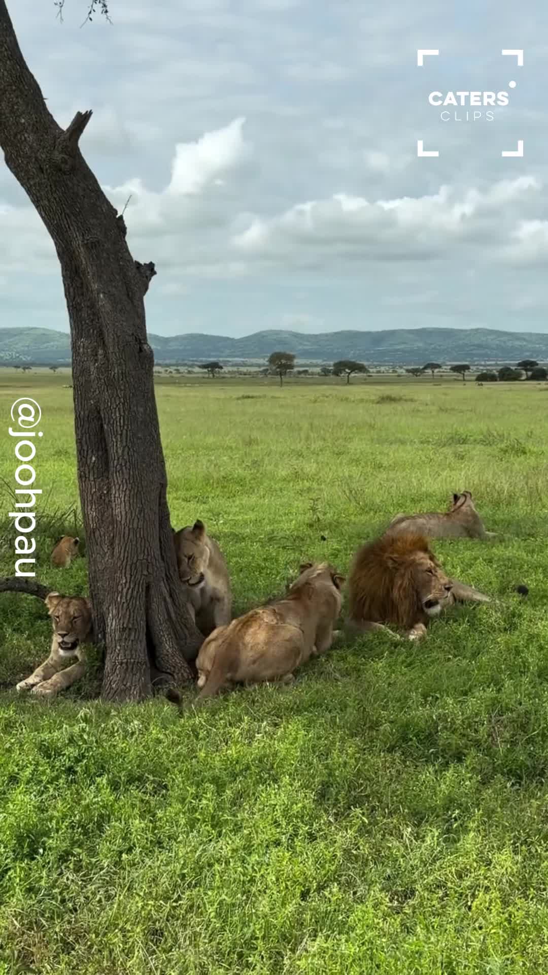 Sleepy lion's dramatic reaction captured in Serengeti