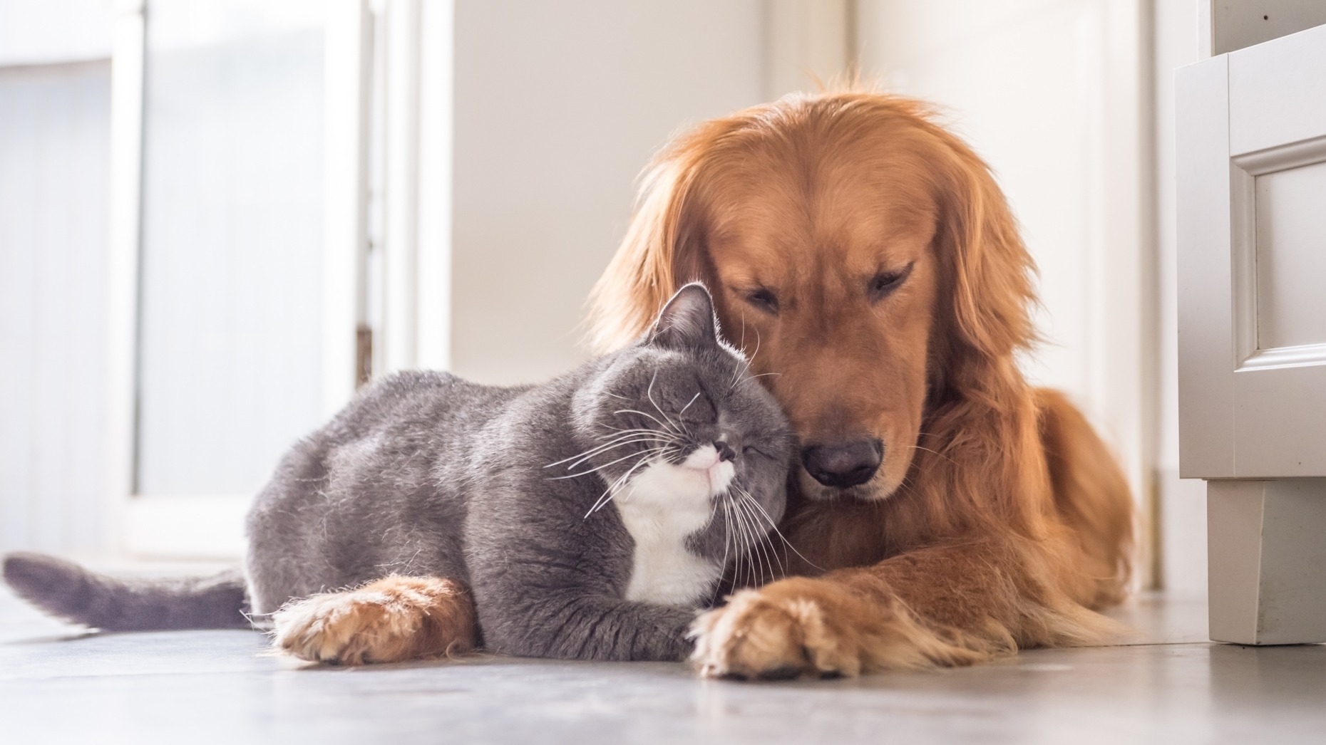 Dogs and cats: the foods you should absolutely avoid to protect their ...