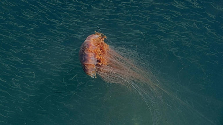 Una medusa melena de león (Doug Parrott)