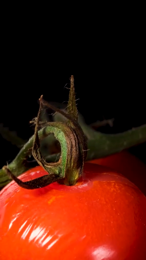 Tomatoes revealed through stunning macro close up