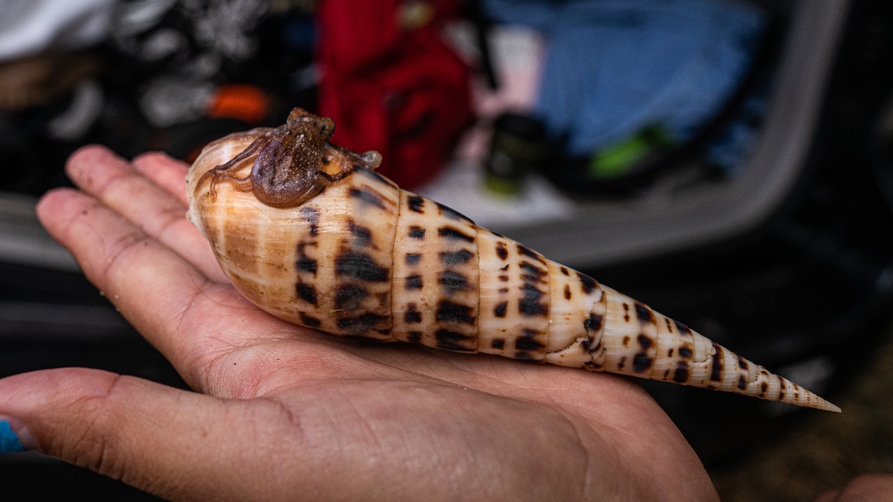 A cone snail’s harpoon delivers a venom with no known antidote