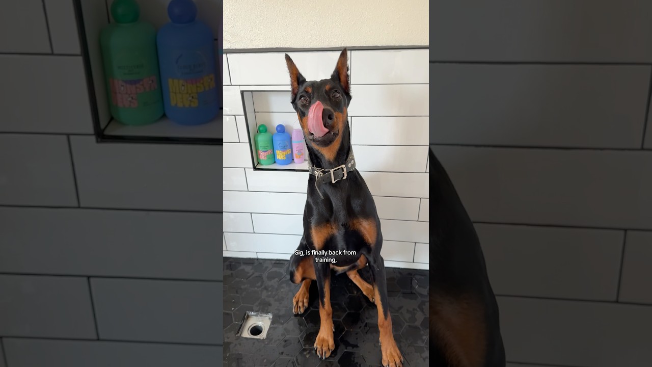Fun bath routine: Washing a cute Doberman puppy today