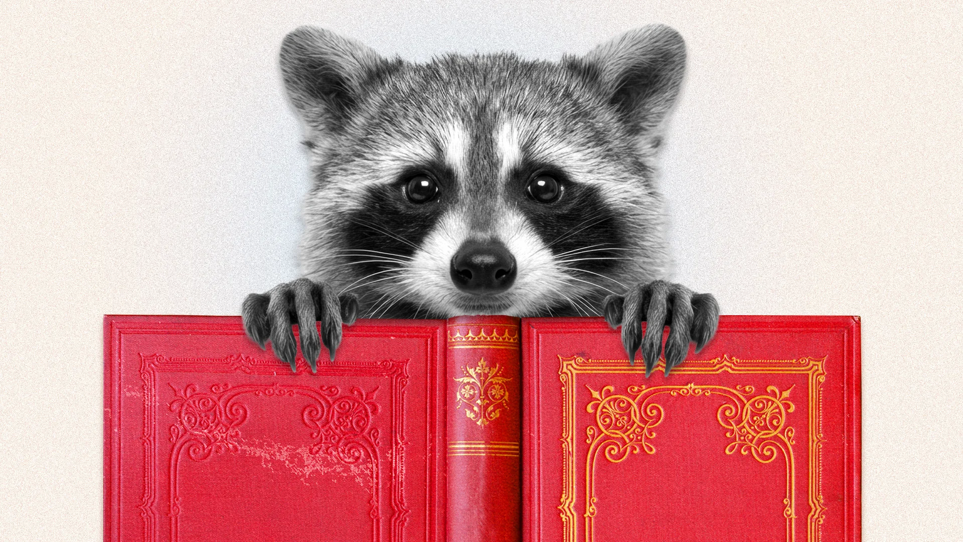 The real lesson of Jimothy the raccoon, according to psychologists: We ...