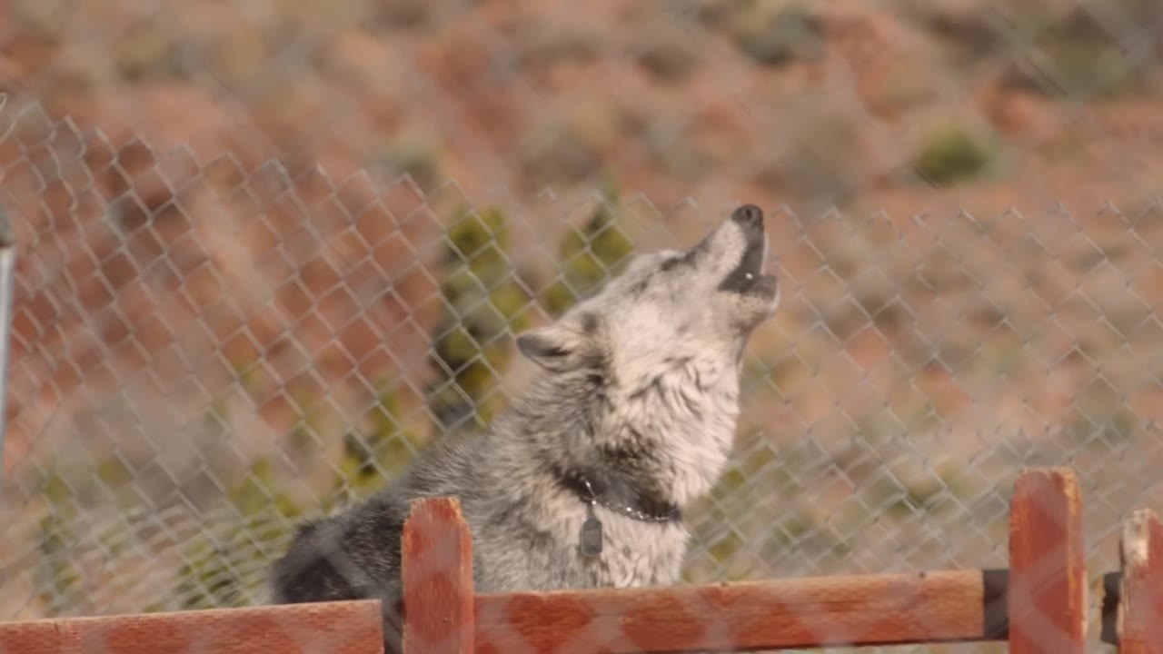 16 wolves surrounded them - then they had to stay calm