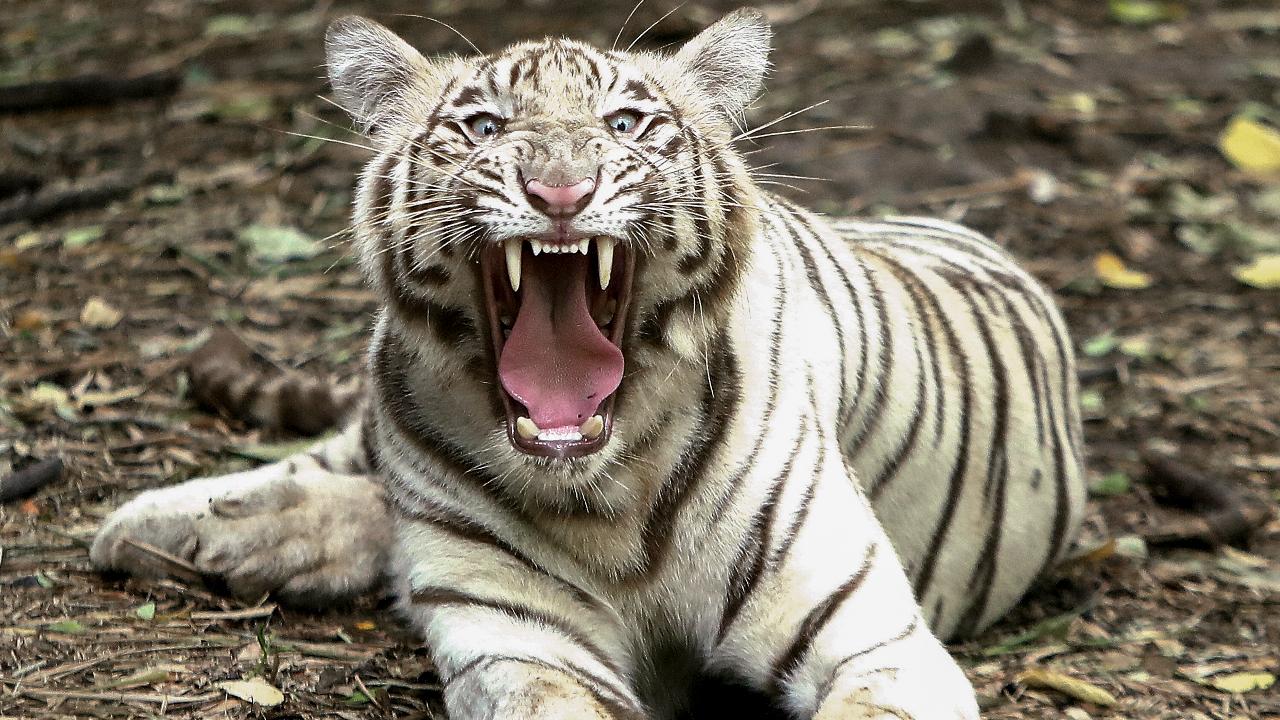 in-photos-international-tiger-day-2026-glimpses-of-magnificent-tigers