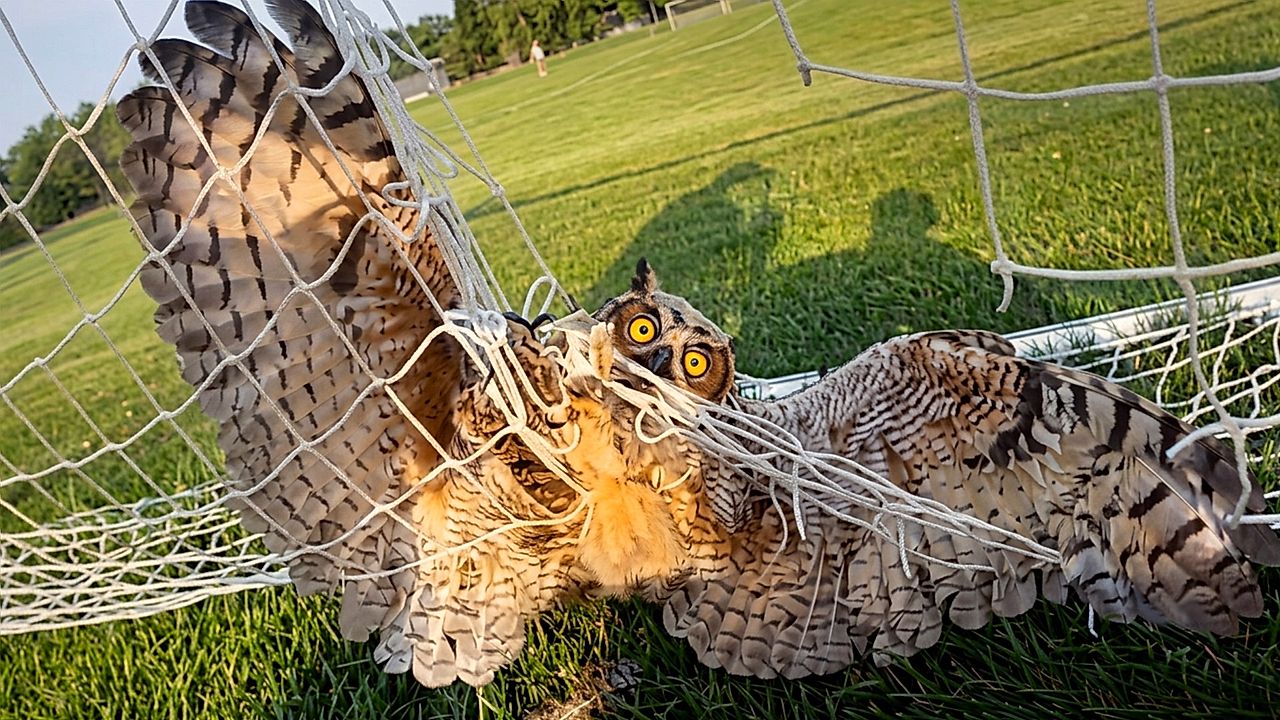 Ohio police officers free owl tangled in soccer goal netting