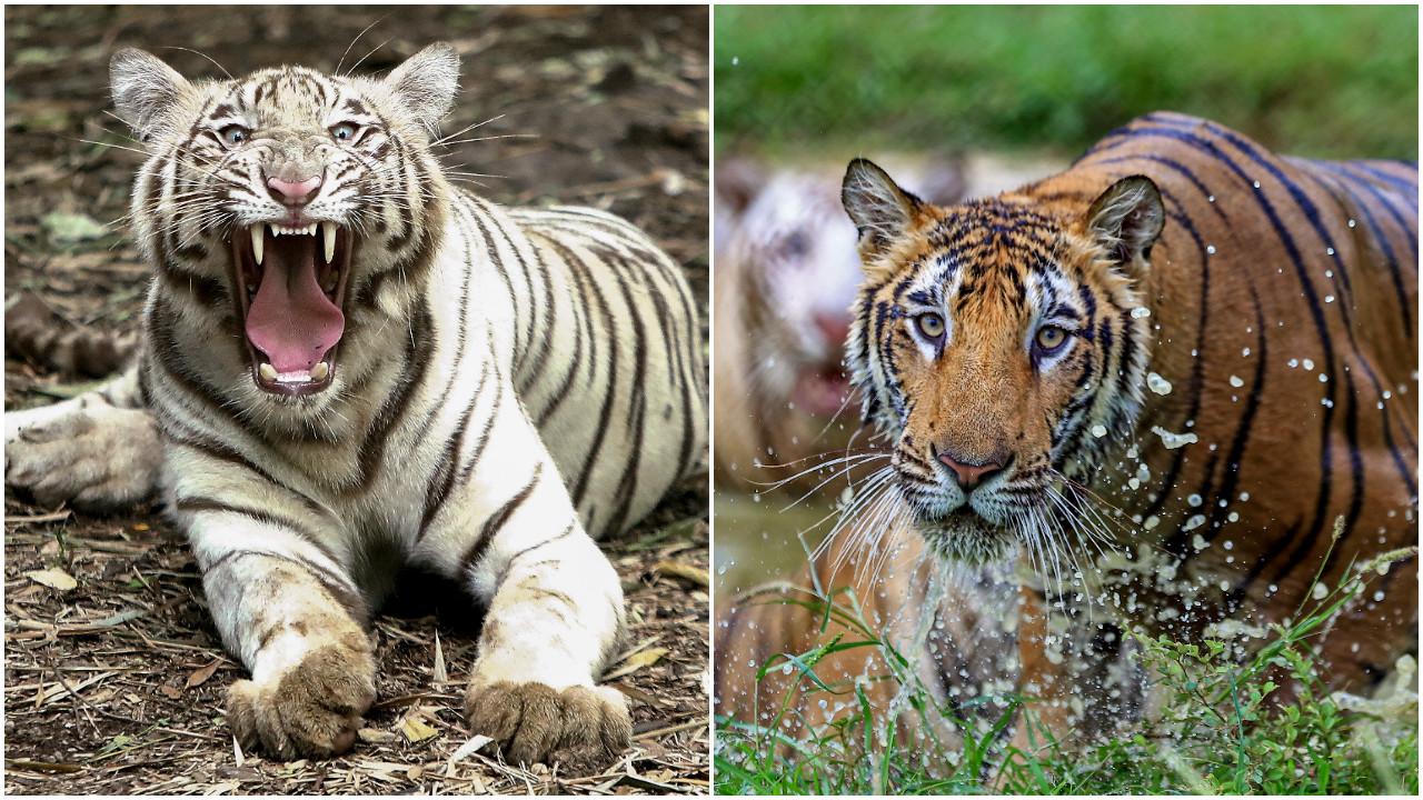 in-photos-international-tiger-day-2026-glimpses-of-magnificent-tigers