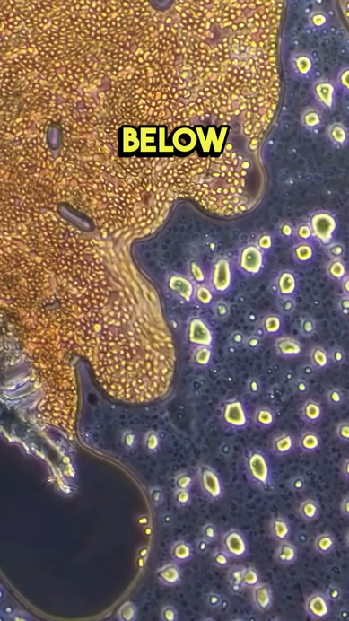 How many cells are really inside the human body