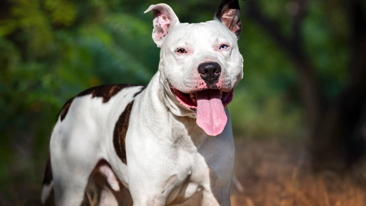 This sweet pit bull's overbite gives her the cutest permanent smile ...