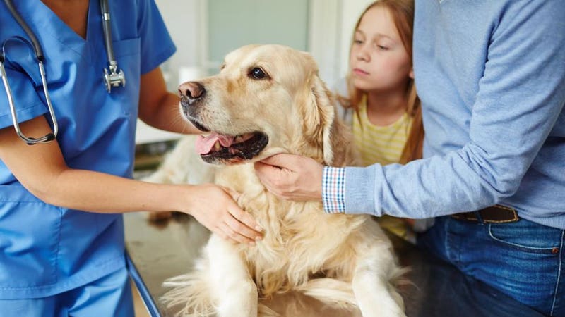 Cytopoint for dogs: uses, dosage and side effects