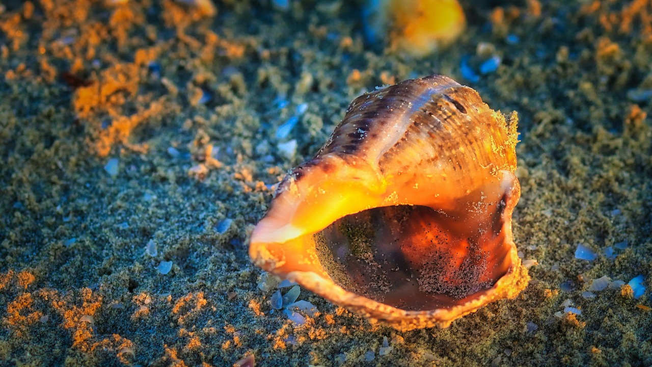 A single cone snail sting can kill, and its venom is also a painkiller ...