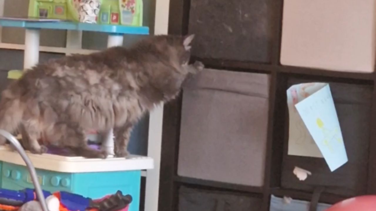 Curious cat climbs into a drawer on her own to see if it makes a good ...