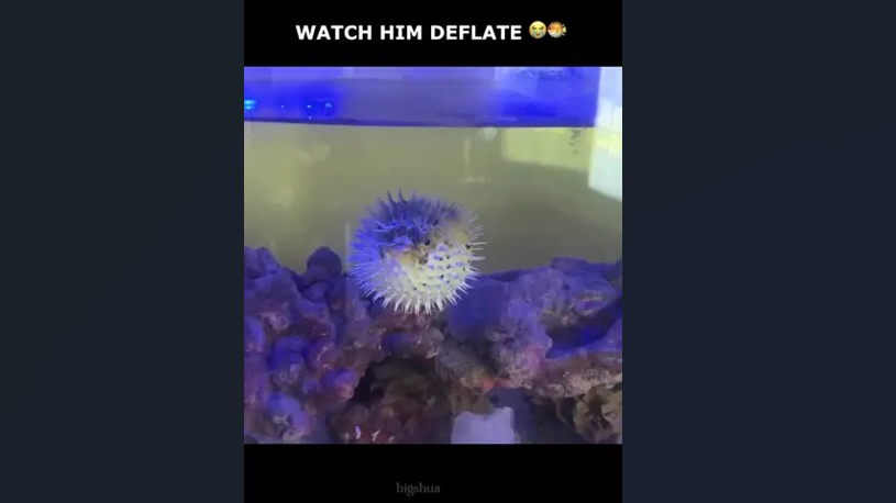 This grumpy little puffer fish looked furious - then something ...