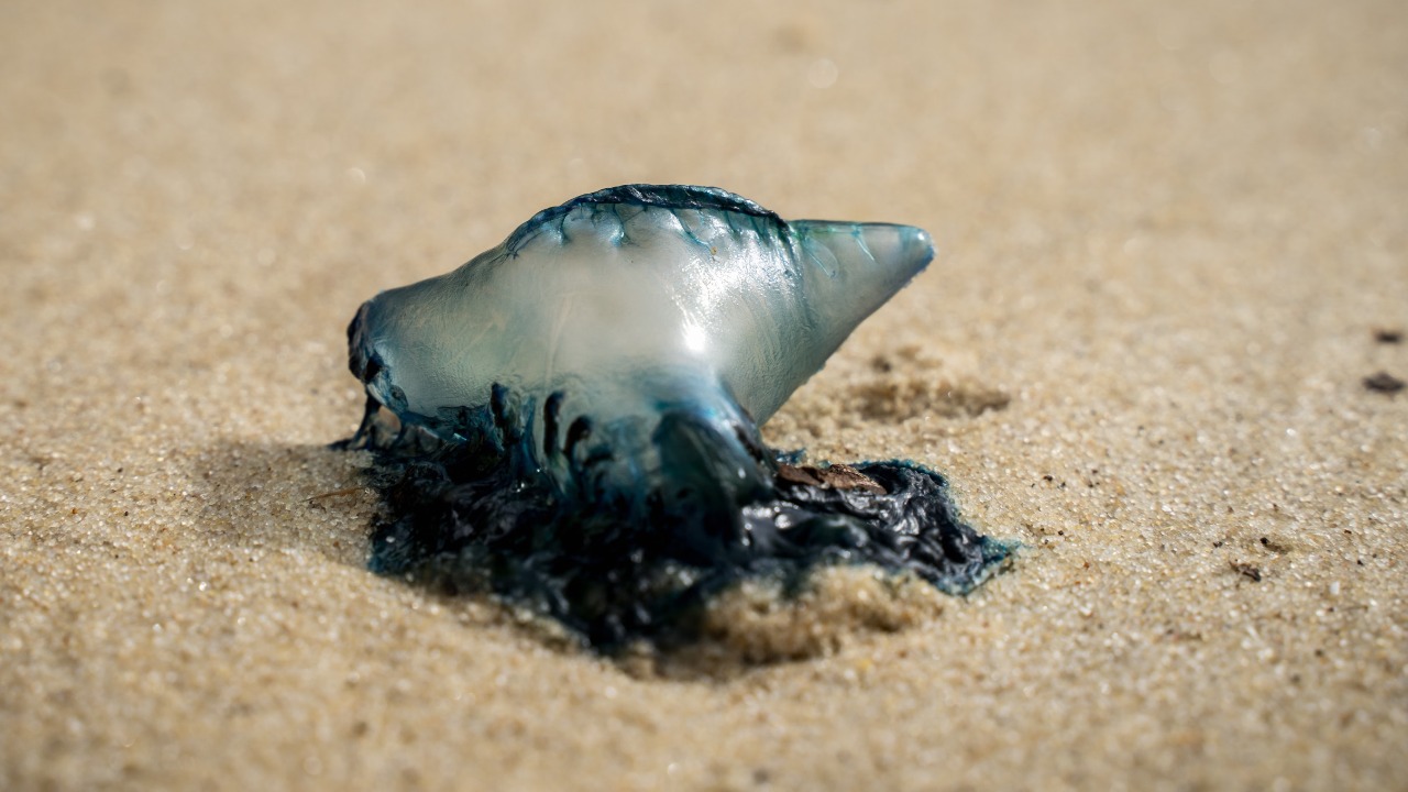 A Portuguese man o’ war can still sting long after it washes onto the sand