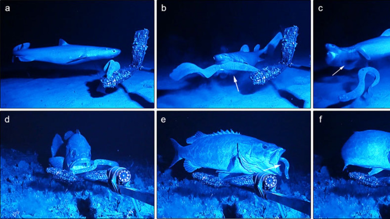 A hagfish can drown a shark in a bucket’s worth of slime in seconds