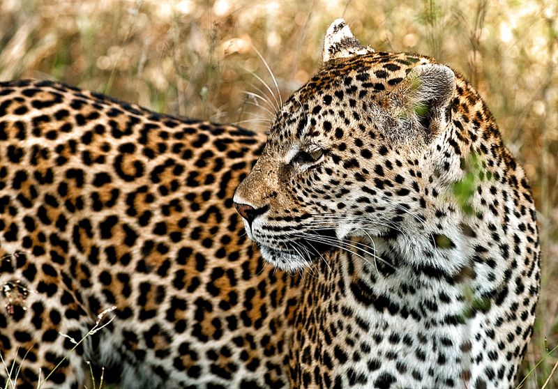 Hunters lose Constitutional Court challenge to animal wellbeing protections