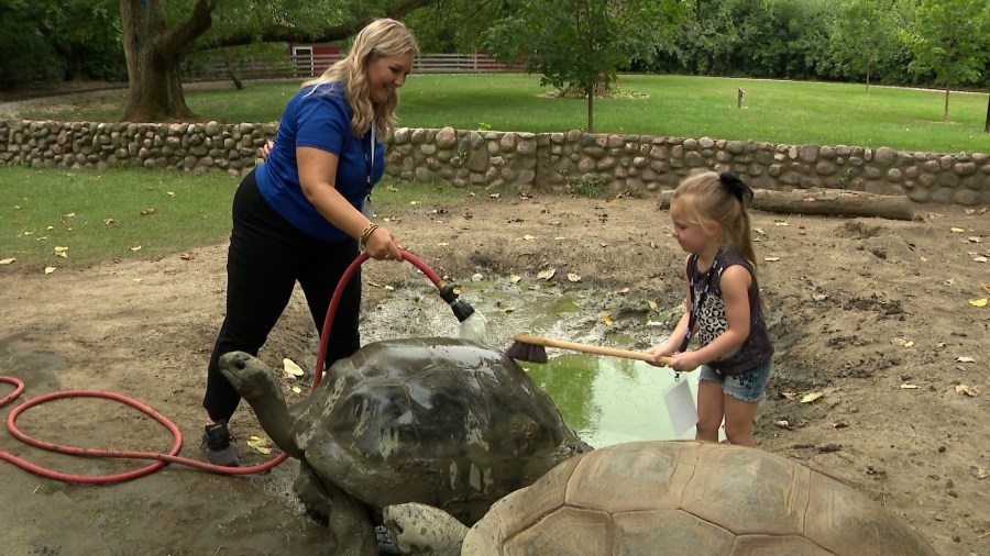 Meet Fort Wayne Zoo's Aldabra tortoises