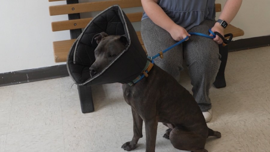 Adoptable pet of the day 7/28/26 Rodney