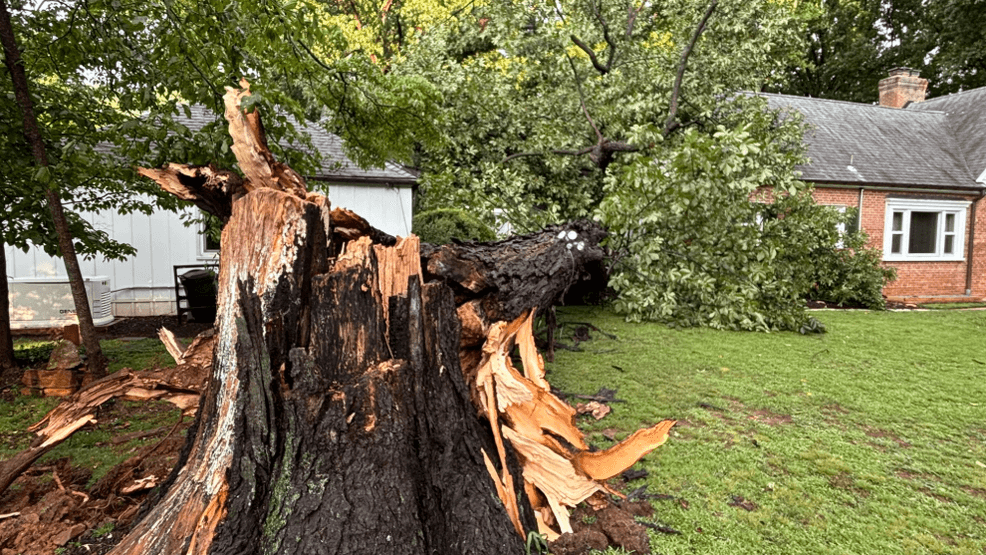 'I dove': Montgomery County man narrowly escapes toppling tree as it crashes into home