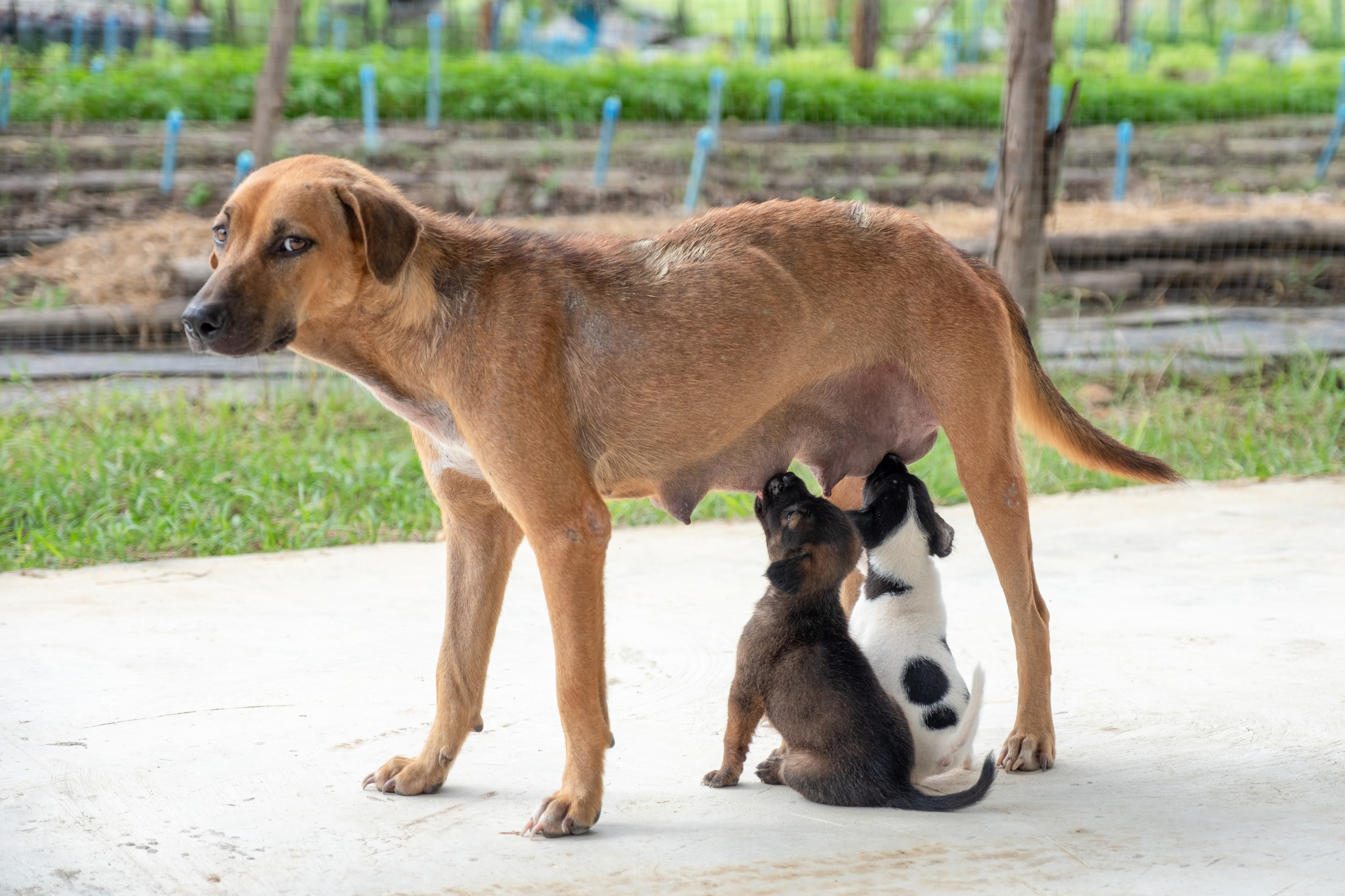 Xoay tiền đền cho người bị chó cắn