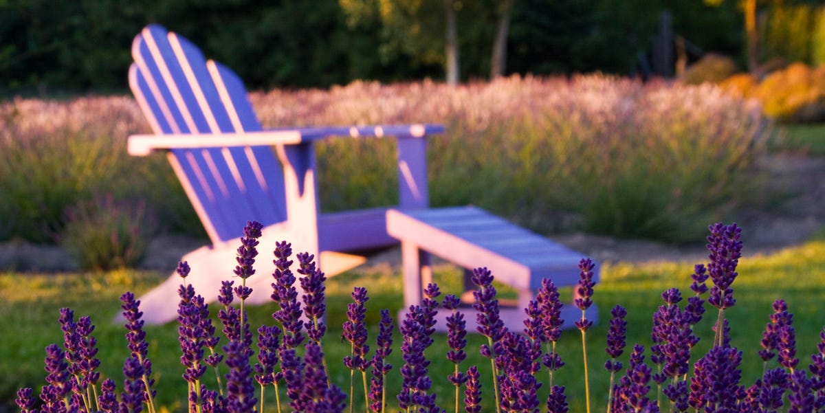 Every garden needs lavender—here’s how to grow this fragrant flower ...