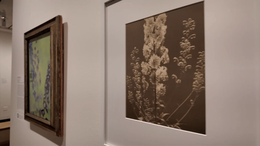Walk with me: Edward Steichen exhibit explores photography through the lens of a garden