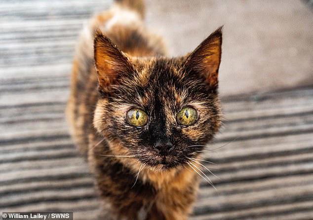 Meet Millie, 'the world's oldest cat', who lives on a diet of salmon ...