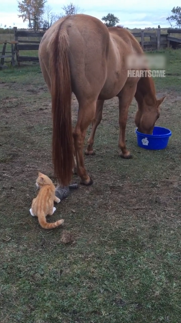 A gentle horse patiently lets a kitten play with her tail