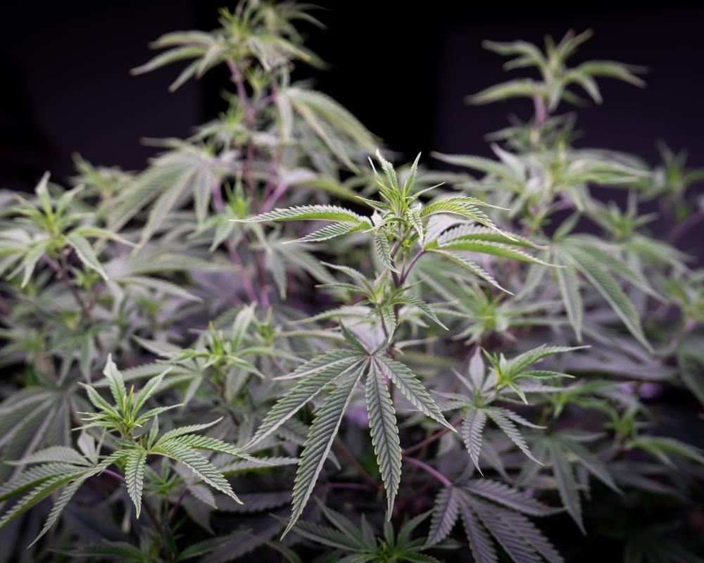 ‘Prioritising profit': Australians regularly prescribed medicinal cannabis with very high THC levels