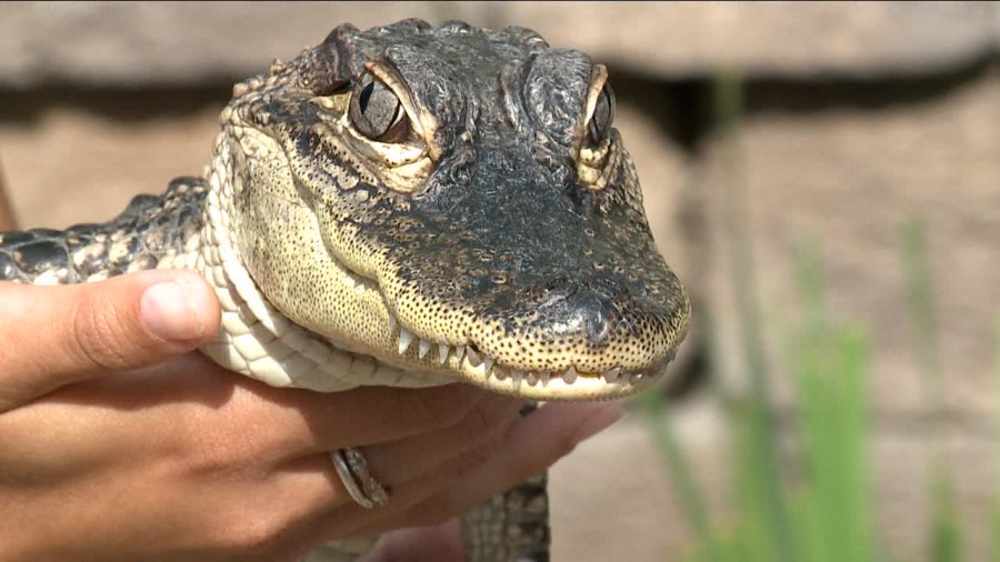 The wonders of North American wildlife show arrives at SeaWorld San Diego