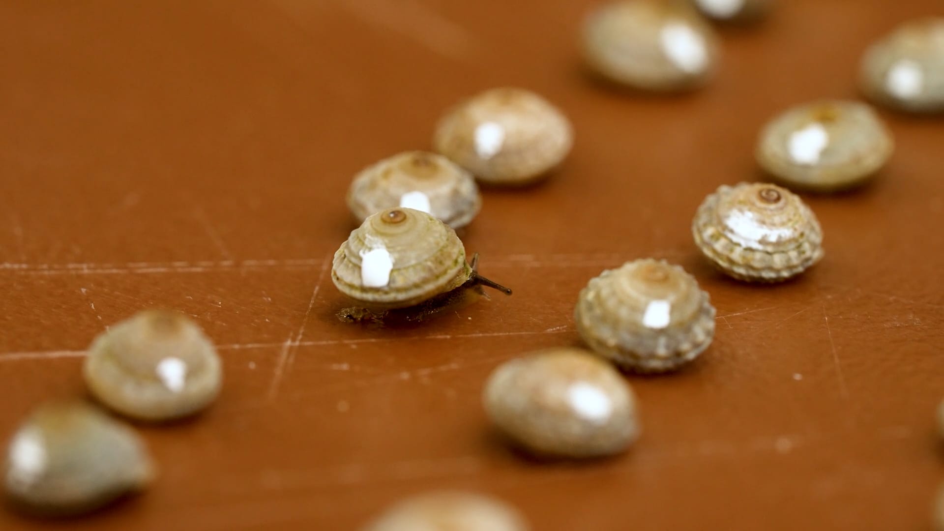 Zoo-bred endangered snails returned to wild on Atlantic island