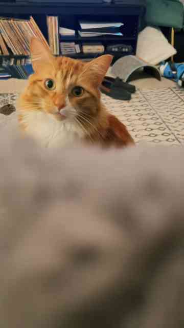 This cat’s reaction creates instant laughter
