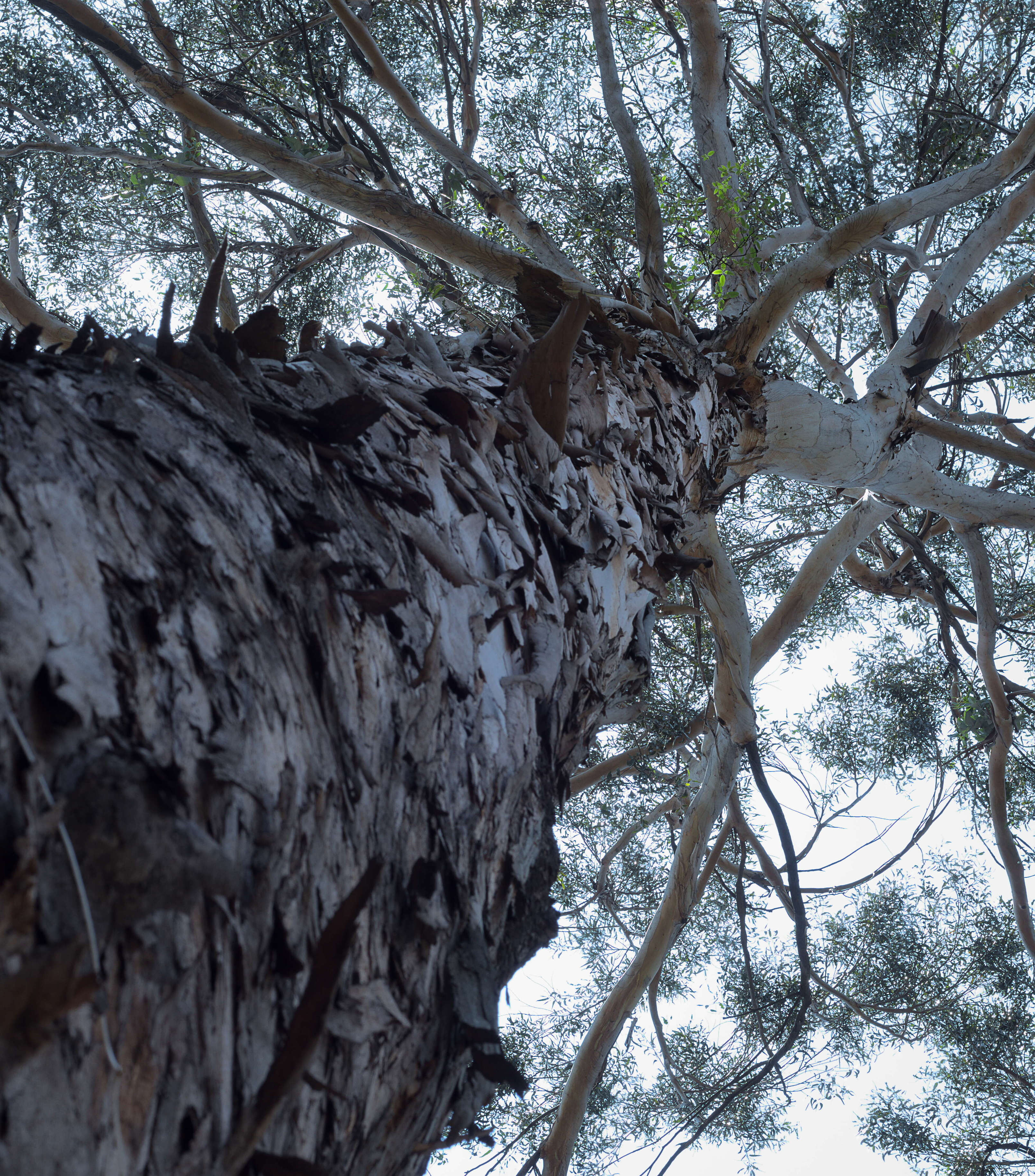 In 2025, Mexico City’s eucalyptus trees face new scrutiny as ...