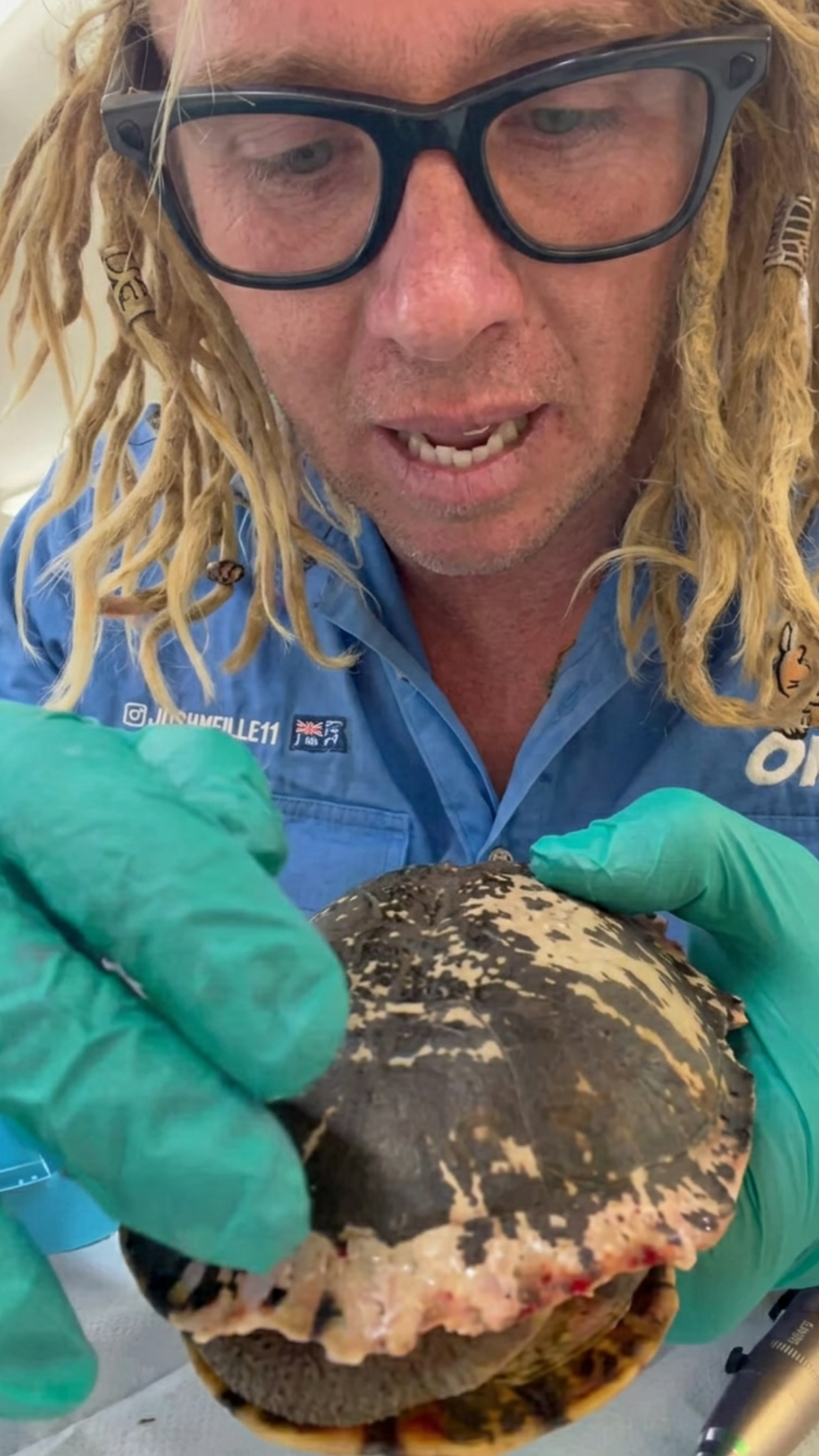 Innovative turtle shell repair using dental materials