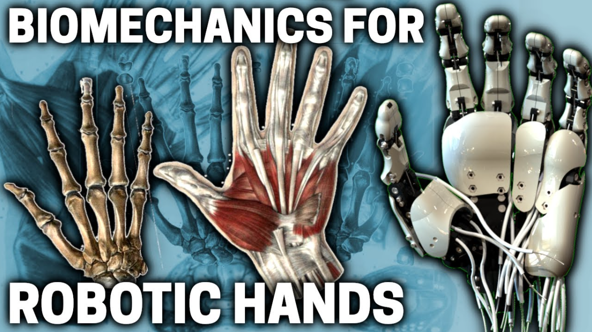 The thumb joint secret that could transform bionic hands