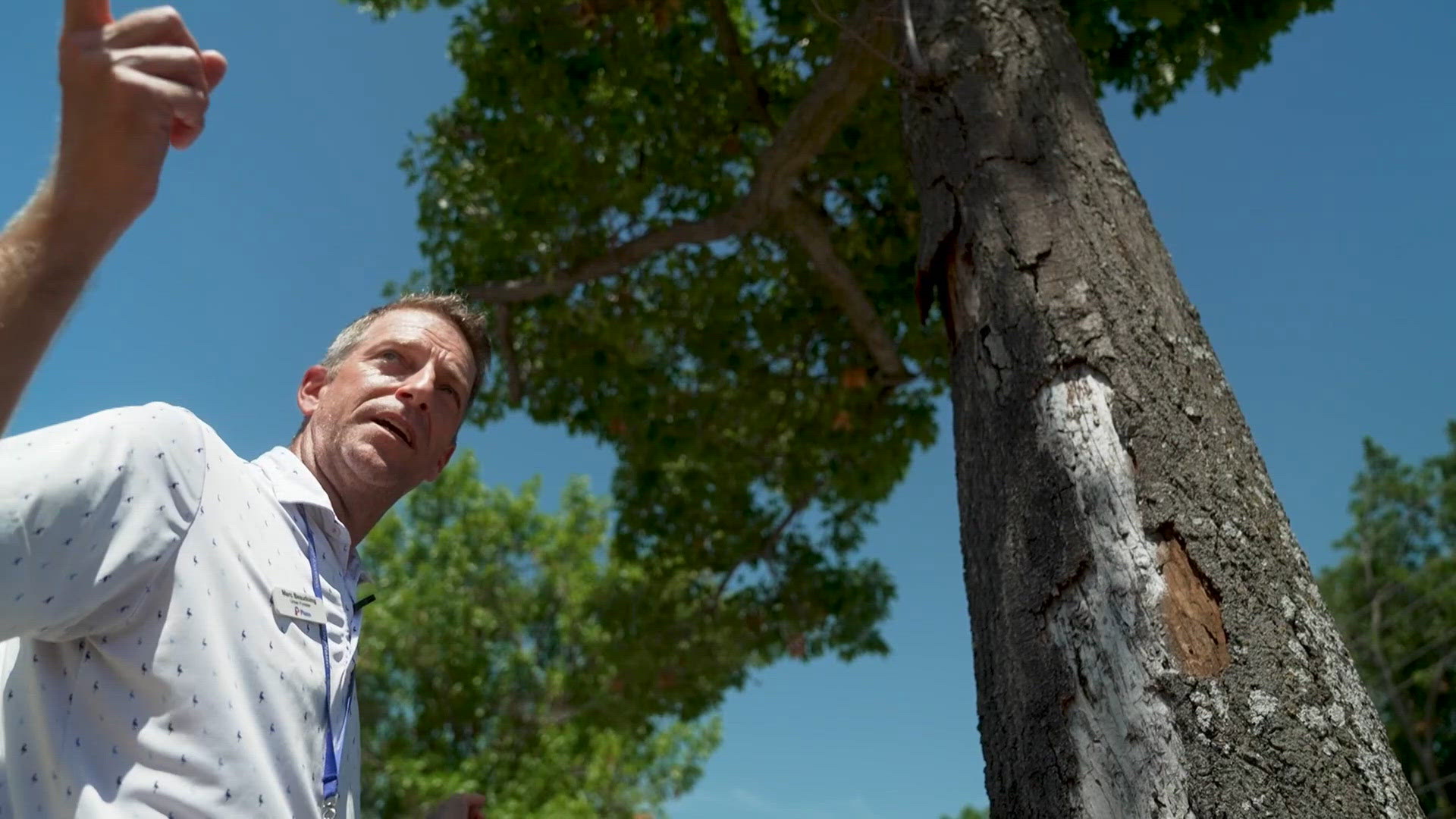 Plano to replace aging trees on 15th Street with more than 100 native ...