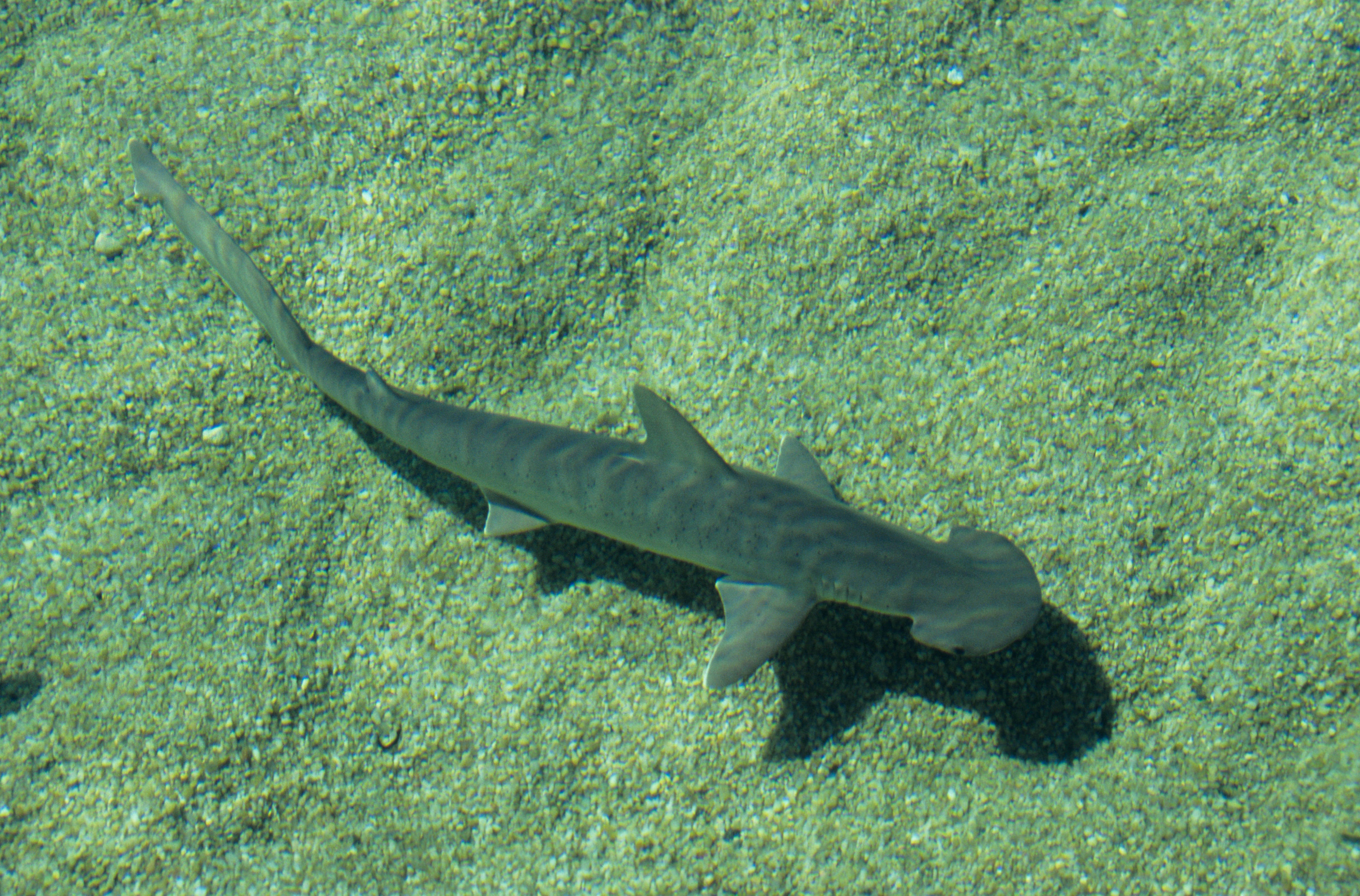 This Florida bay 'rare example' of successful shark nursery near major city