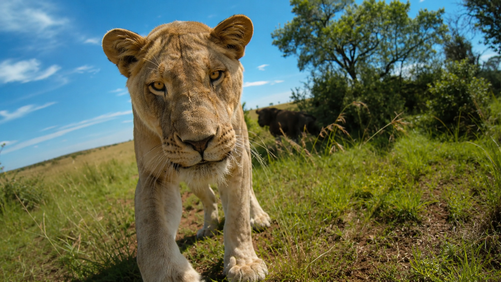 The lioness locked eyes before the pounce
