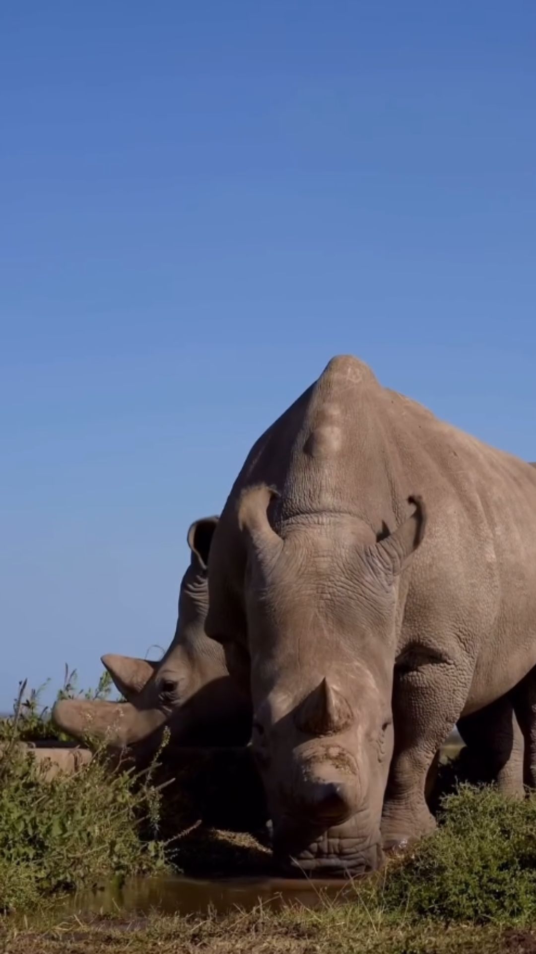 Protecting the last northern white rhinos on Earth
