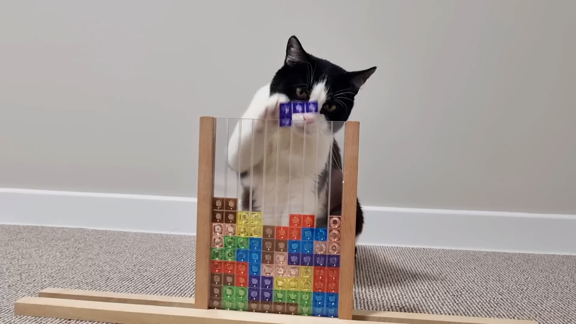 Cat quietly trains for the Tetris World Championship