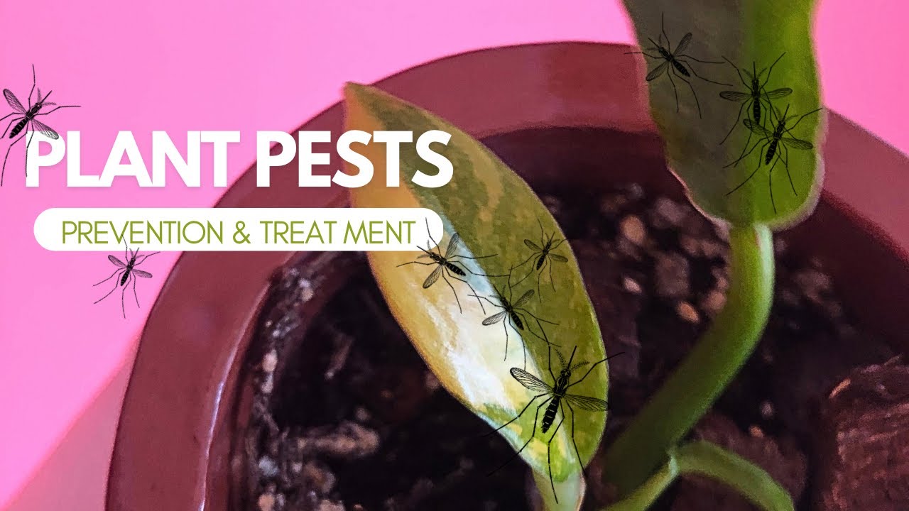 Homemade houseplant bug spray for thrips