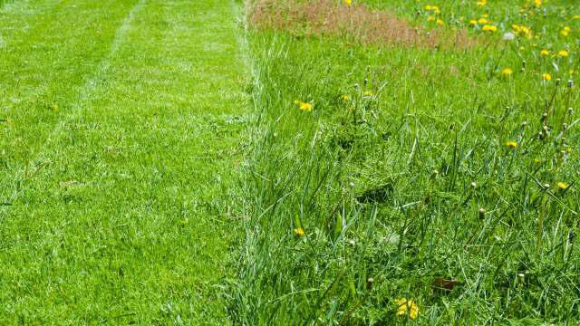 Neighbor mocked native plant yard for 2 years, then asked how to ...