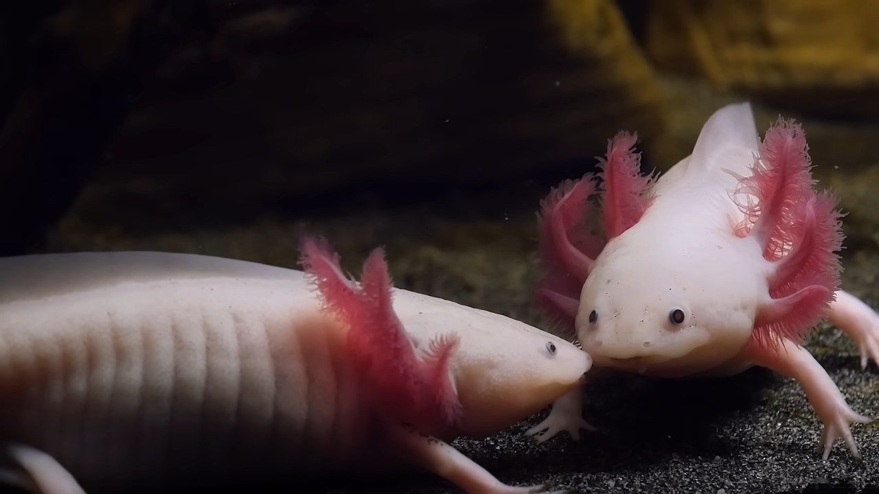 Minecraft players love axolotls but why are the real ones disappearing?