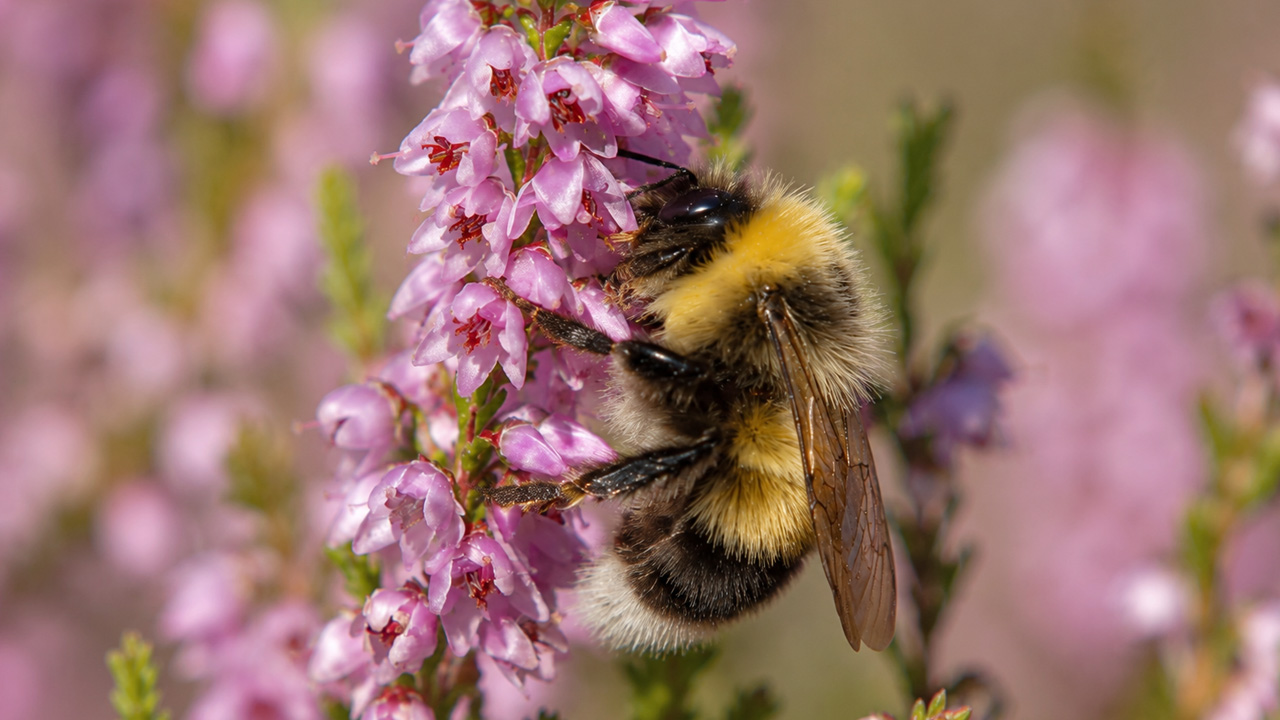 Bumblebee collects nectar from pink flowers near a wildlife camera