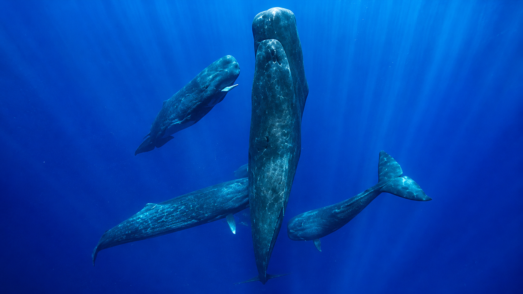 baby-sperm-whales-babble-before-learning-their-family-s-language